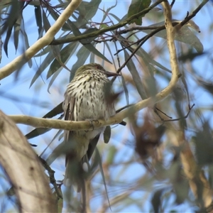 Oriolus sagittatus at Mittagong, NSW - suppressed