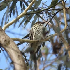 Oriolus sagittatus at Mittagong, NSW - suppressed