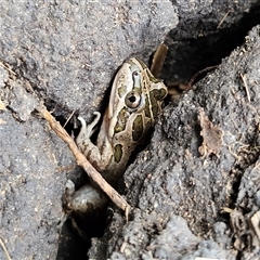 Limnodynastes tasmaniensis (Spotted Grass Frog) at Braidwood, NSW - 12 Feb 2025 by MatthewFrawley