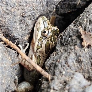 Limnodynastes tasmaniensis at Braidwood, NSW - 12 Feb 2025 12:43 PM