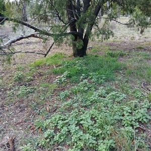 Solanum nigrum at Watson, ACT - 10 Feb 2025 06:13 PM