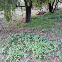 Solanum nigrum at Watson, ACT - 10 Feb 2025 06:13 PM