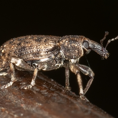 Steriphus (genus) (Weevil) at Symonston, ACT - 11 Feb 2025 by rawshorty