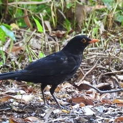 Turdus merula (Eurasian Blackbird) at Emerald, VIC - 3 Jan 2025 by GlossyGal