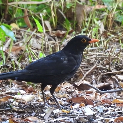 Turdus merula (Eurasian Blackbird) at Emerald, VIC - 3 Jan 2025 by GlossyGal