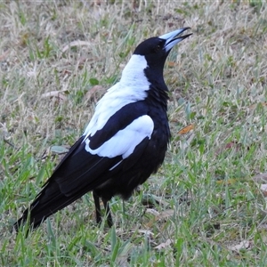 Gymnorhina tibicen at Emerald, VIC - suppressed