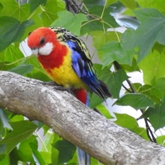 Platycercus eximius (Eastern Rosella) at Emerald, VIC - 27 Jan 2025 by GlossyGal