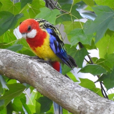 Platycercus eximius (Eastern Rosella) at Emerald, VIC - 27 Jan 2025 by GlossyGal