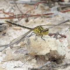 Austrogomphus guerini (Yellow-striped Hunter) at Bombay, NSW - 8 Feb 2025 by MatthewFrawley