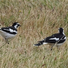 Grallina cyanoleuca (Magpie-lark) at Capel Sound, VIC - 30 Jan 2025 by GlossyGal