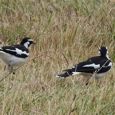 Grallina cyanoleuca (Magpie-lark) at Emerald, VIC - 30 Jan 2025 by GlossyGal