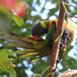 Trichoglossus moluccanus at Emerald, VIC - suppressed