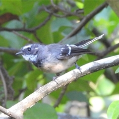 Rhipidura albiscapa (Grey Fantail) at Capel Sound, VIC - 1 Feb 2025 by GlossyGal