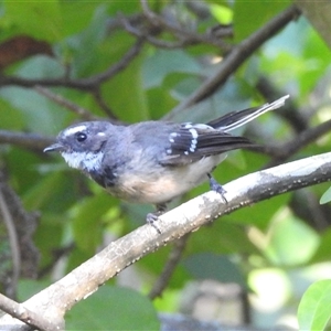 Rhipidura albiscapa at Emerald, VIC - suppressed