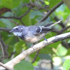 Rhipidura albiscapa (Grey Fantail) at Capel Sound, VIC - 1 Feb 2025 by GlossyGal