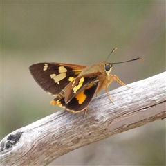 Ocybadistes walkeri at Bombay, NSW - 8 Feb 2025 by MatthewFrawley