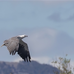 Haliaeetus leucogaster (White-bellied Sea-Eagle) at Barton, ACT - 12 Feb 2025 by rawshorty