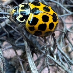 Harmonia conformis (Common Spotted Ladybird) at Emerald, VIC - 26 Dec 2024 by GlossyGal