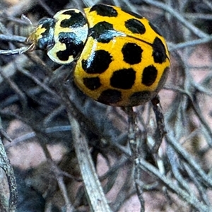 Harmonia conformis at Emerald, VIC - suppressed