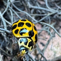 Harmonia conformis at Emerald, VIC - suppressed