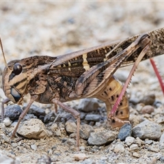 Gastrimargus musicus (Yellow-winged Locust or Grasshopper) at Brindabella, NSW - 6 Feb 2025 by JRCNM