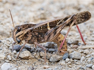 Gastrimargus musicus (Yellow-winged Locust or Grasshopper) at Brindabella, NSW - 6 Feb 2025 by JRCNM