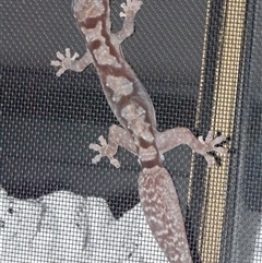 Amalosia robusta (Robust Velvet Gecko) at Sheldon, QLD by PJH123