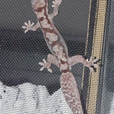 Amalosia robusta (Robust Velvet Gecko) at Sheldon, QLD by PJH123