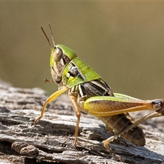 Kosciuscola cognatus (A grasshopper) at Brindabella, NSW - 5 Feb 2025 by JRCNM