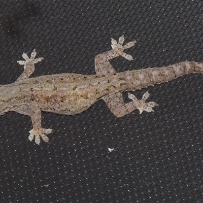 Hemidactylus frenatus (Asian House Gecko) at Sheldon, QLD - 12 Feb 2025 by PJH123