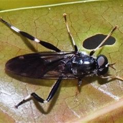 Exaireta spinigera at Sheldon, QLD - 10 Feb 2025 by PJH123