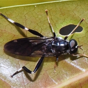 Exaireta spinigera at Sheldon, QLD - 10 Feb 2025 by PJH123