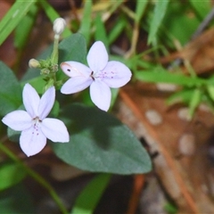 Pseuderanthemum variabile (Pastel Flower) at Sheldon, QLD - 10 Feb 2025 by PJH123