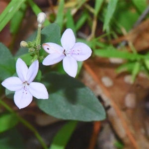 Pseuderanthemum variabile (Pastel Flower) at Sheldon, QLD - 10 Feb 2025 by PJH123