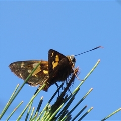 Trapezites symmomus at Mittagong, NSW - suppressed