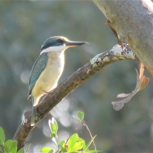 Todiramphus sanctus at Mittagong, NSW - suppressed