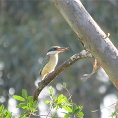 Todiramphus sanctus at Mittagong, NSW - suppressed