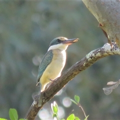 Todiramphus sanctus at Mittagong, NSW - suppressed