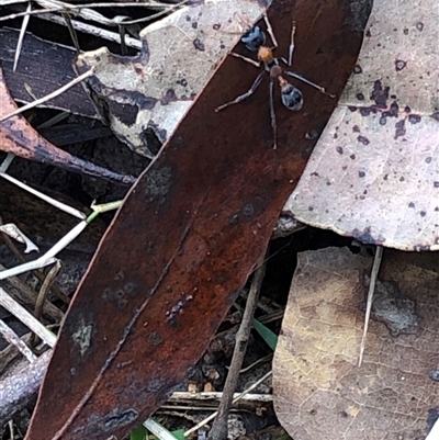 Myrmecia nigrocincta (Jumper ant, jumping jack) at Kungala, NSW - 11 Feb 2025 by donnanchris