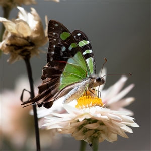 Graphium macleayanum at Acton, ACT - 10 Feb 2025 01:07 PM