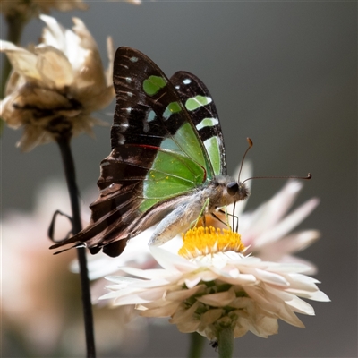 Graphium macleayanum (Macleay's Swallowtail) at Acton, ACT - 10 Feb 2025 by Untidy