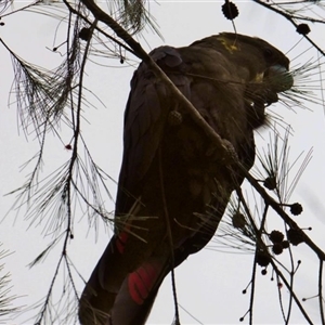 Calyptorhynchus lathami lathami at Buxton, NSW - suppressed