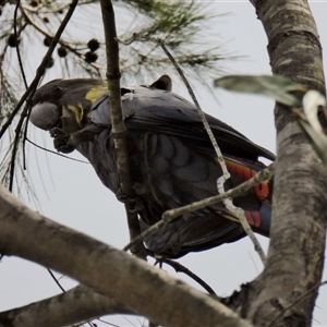 Calyptorhynchus lathami lathami at Buxton, NSW - suppressed