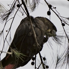 Calyptorhynchus lathami lathami at Buxton, NSW - suppressed