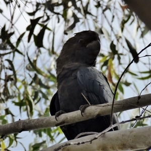 Calyptorhynchus lathami lathami at Buxton, NSW - suppressed