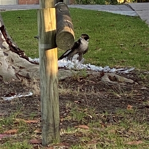 Falco peregrinus at Merimbula, NSW - 7 Feb 2025 07:07 AM