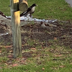Falco peregrinus at Merimbula, NSW - 7 Feb 2025 07:07 AM