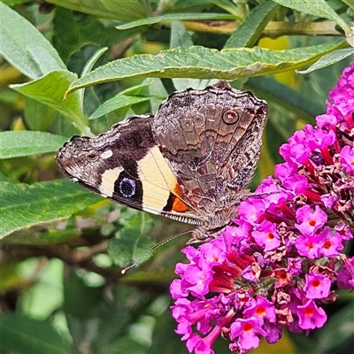 Vanessa itea (Yellow Admiral) at Braidwood, NSW - 12 Feb 2025 by MatthewFrawley