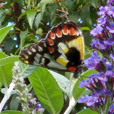 Delias aganippe (Spotted Jezebel) at Braidwood, NSW - 12 Feb 2025 by MatthewFrawley