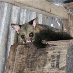 Trichosurus vulpecula (Common Brushtail Possum) at Braidwood, NSW - Yesterday by MatthewFrawley